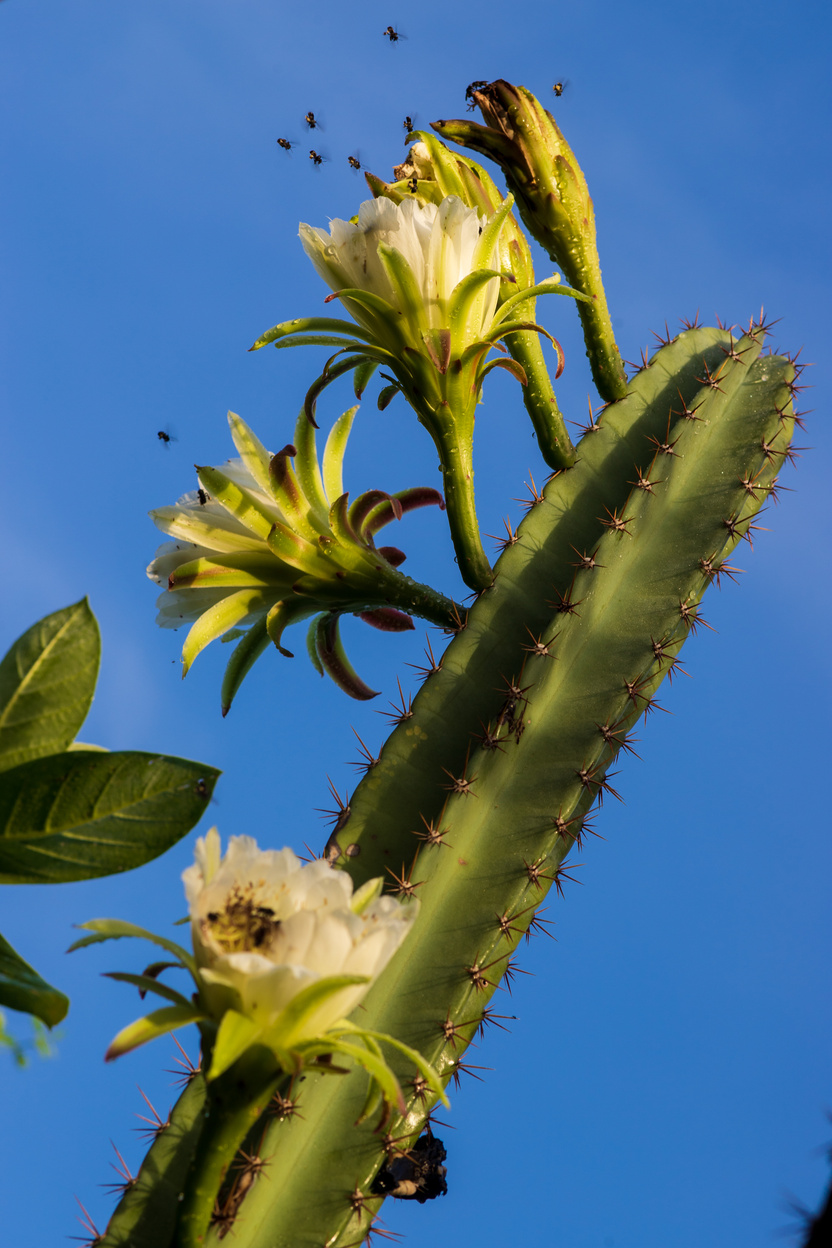 mandacaru (ceres jamacaru) cactus with flowers and bees
