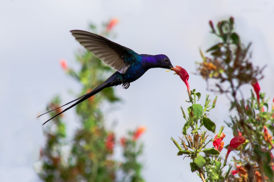 Beija-flor rabo de tesoura