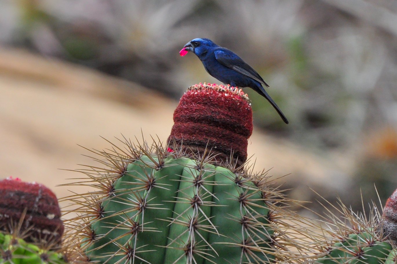 Azulão (Cyanoloxia brissonii)