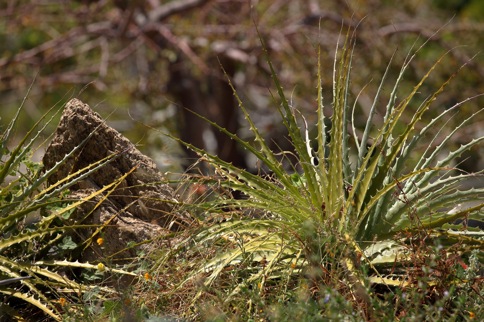 Cacti in the Caatinga in Brazil