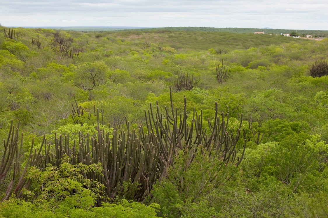 Caatinga fields in Brazil's northeast region