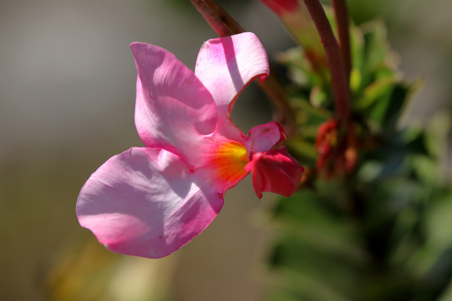 Pink flower in the Caatinga in Brazil