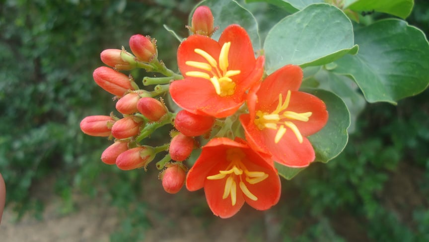 Caatinga red flower