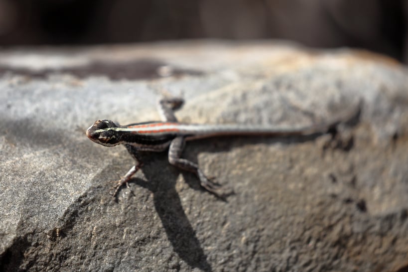 Lizards in the Caatinga of Brazil
