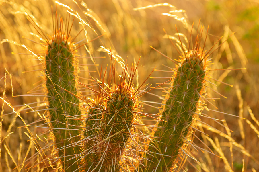 backlit xique-xique cactus in the caatinga, typical biome of northeastern Brazil